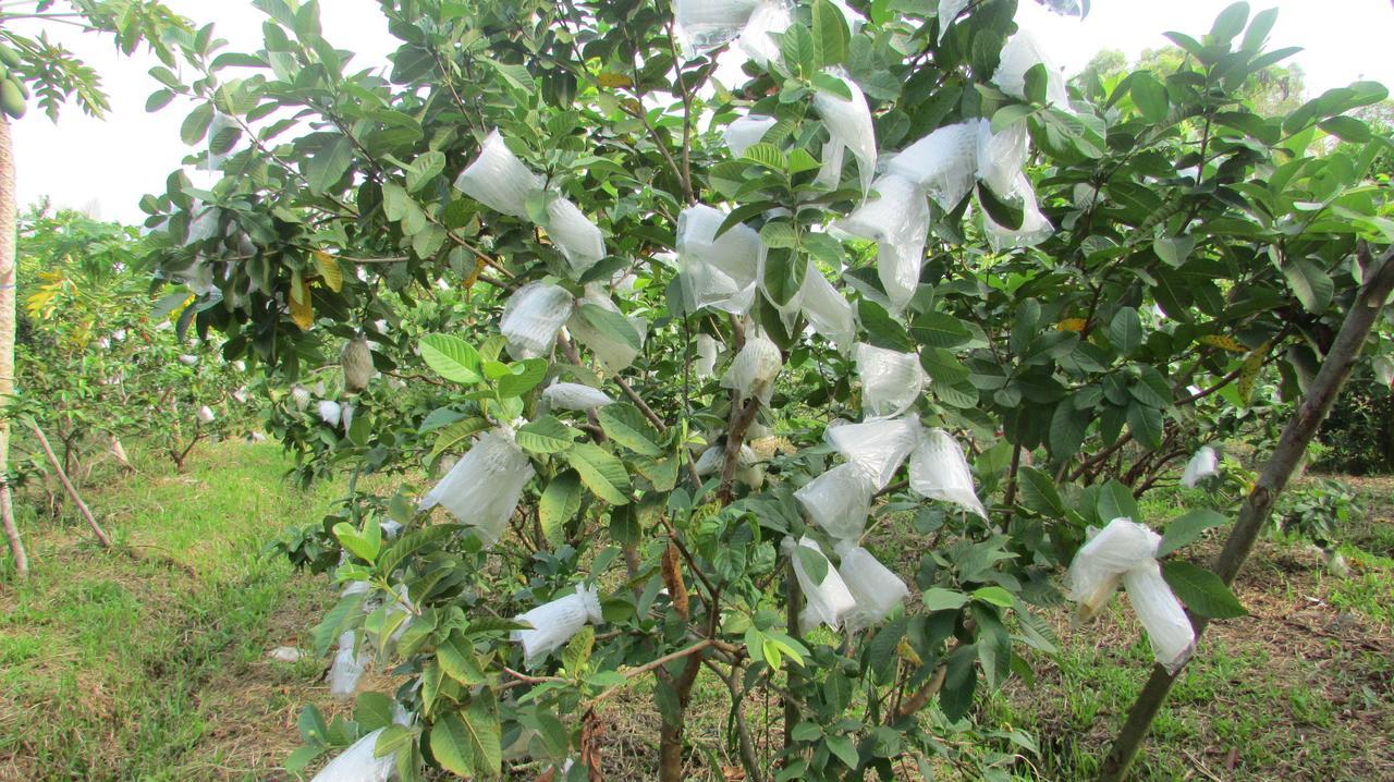 Orchard Fruit Farm Bungalow Phu Quoc Exteriér fotografie