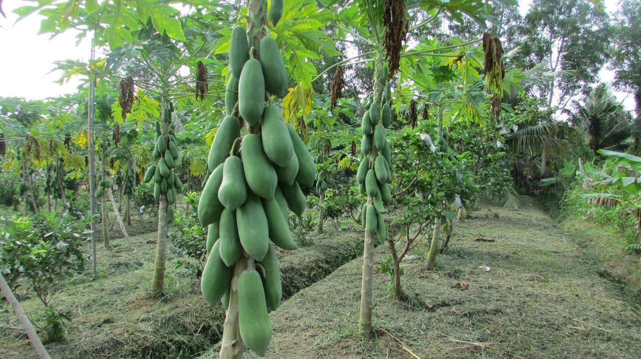 Orchard Fruit Farm Bungalow Phu Quoc Exteriér fotografie