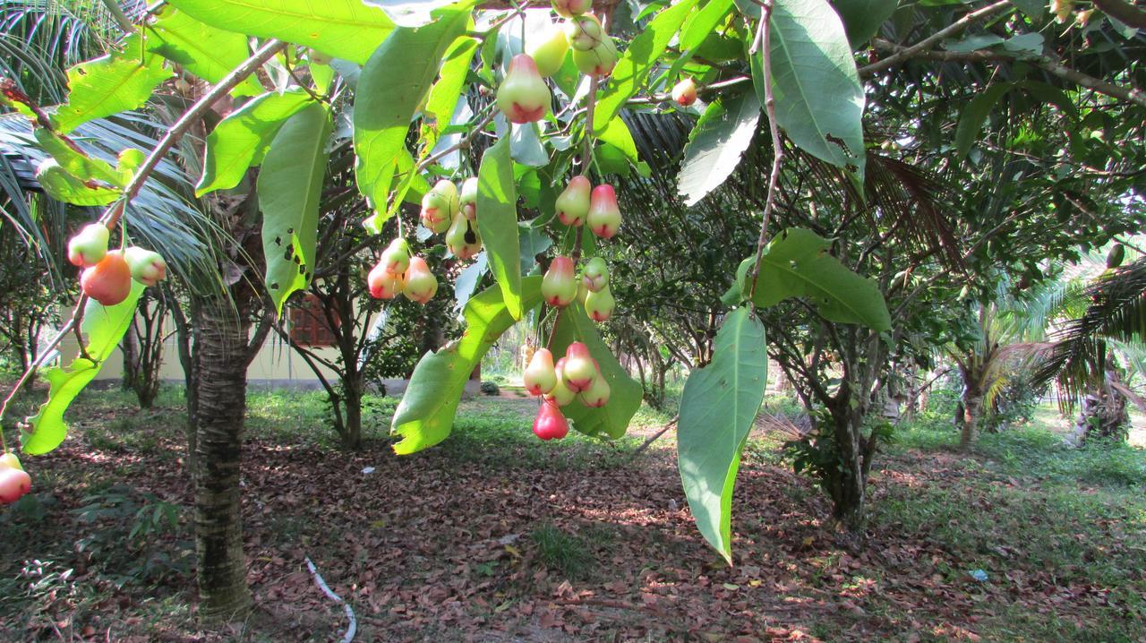 Orchard Fruit Farm Bungalow Phu Quoc Exteriér fotografie